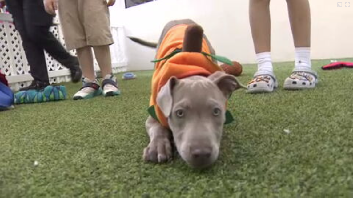 Count Barkula Halloween Festival connects families to shelter dogs in Dania Beach — WSVN 7 Broward, Frankfurt Arts news